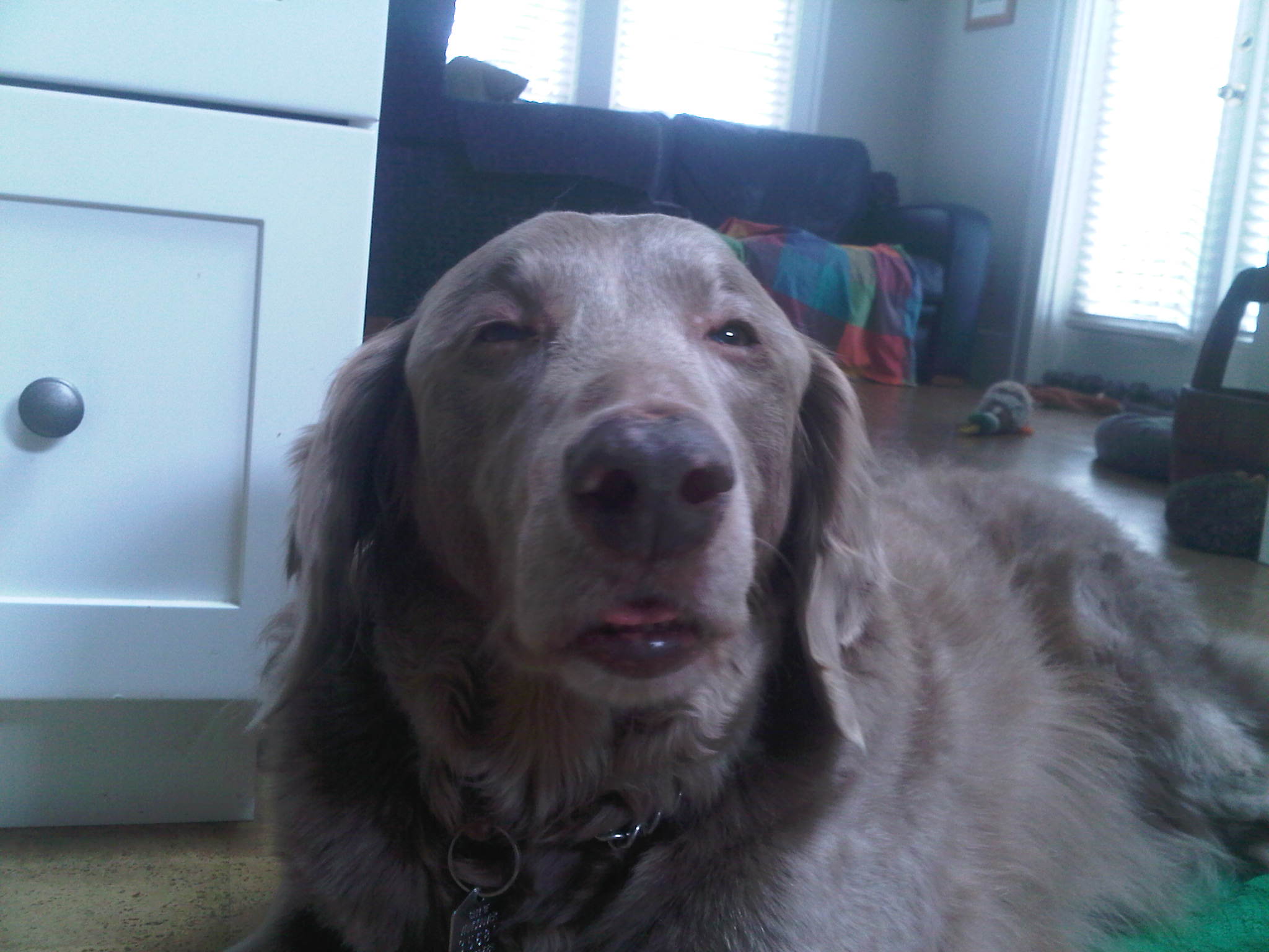 dog-high-on-anesthetic.jpg