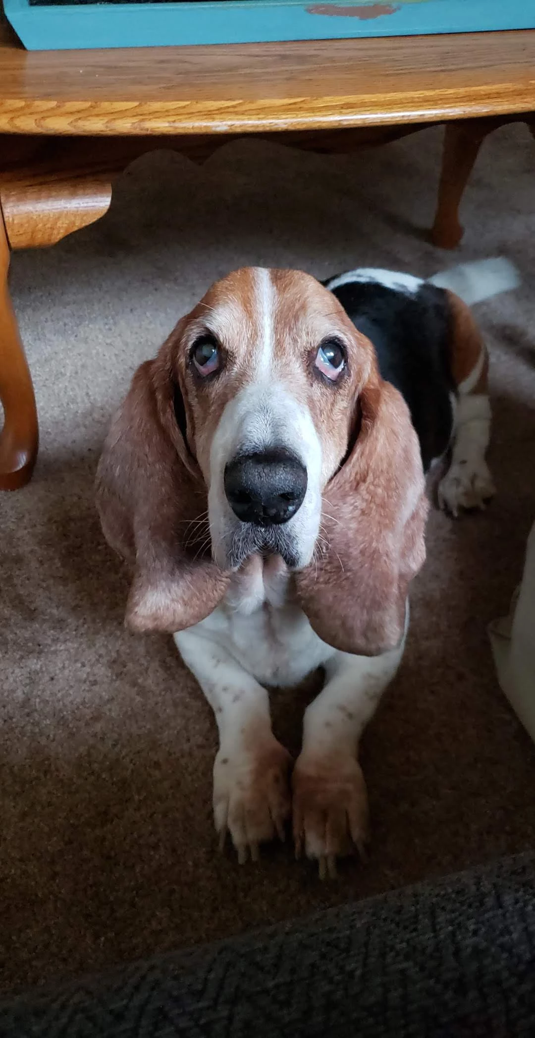 dog3.webp