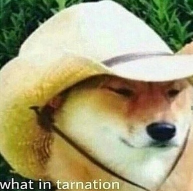 doge.jpg