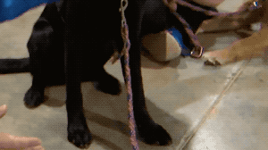Doghand 2.gif