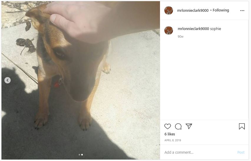 dogsophie2.JPG