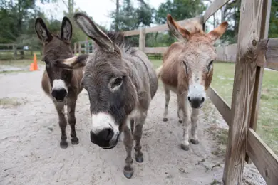 donkeys.png