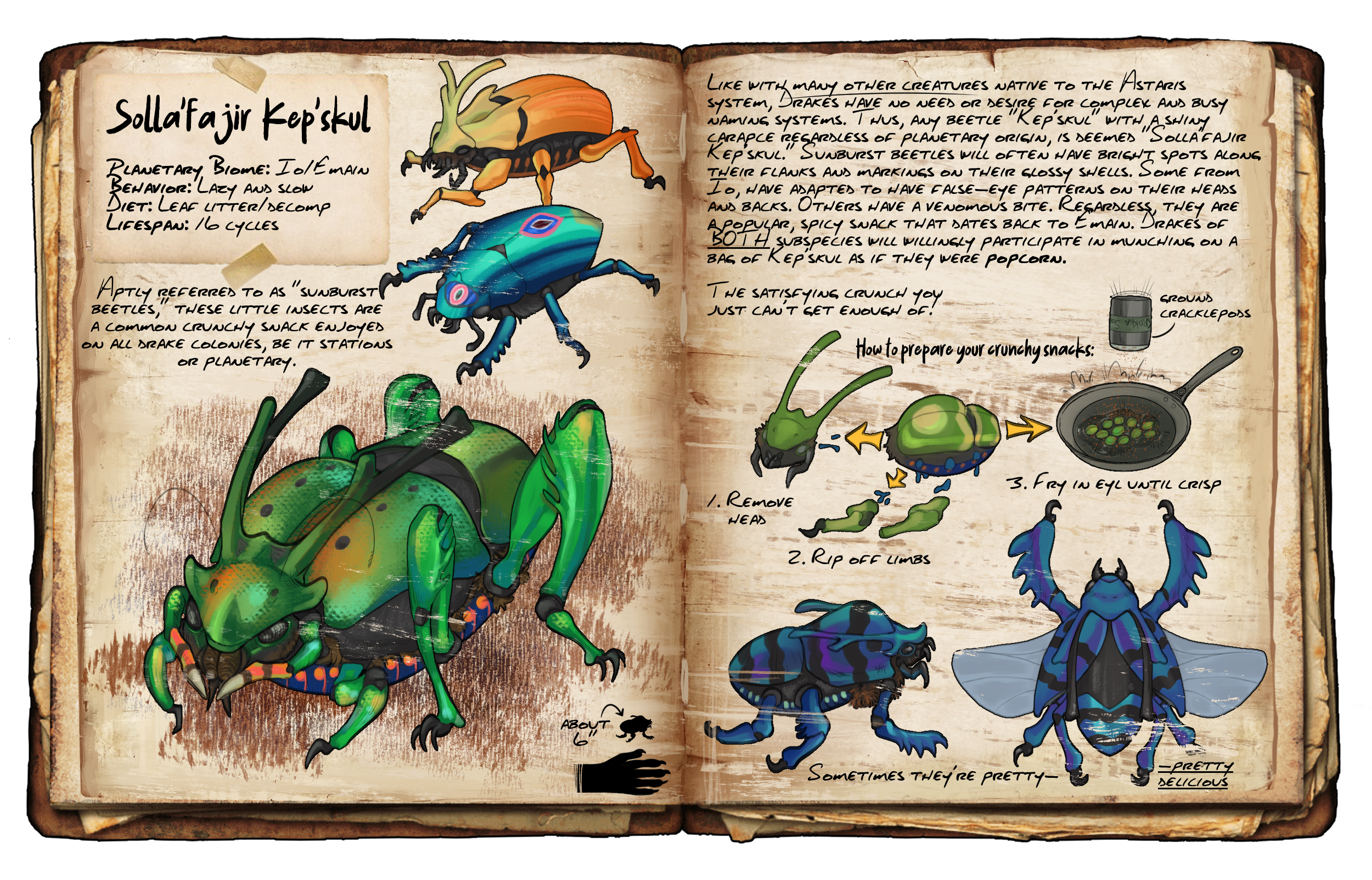 dossier-sunburt beetle.png