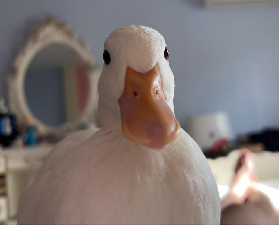 duc2.jpg