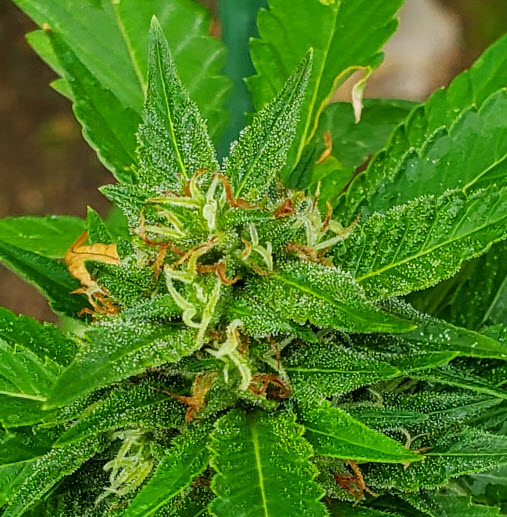 dudeweed.jpg