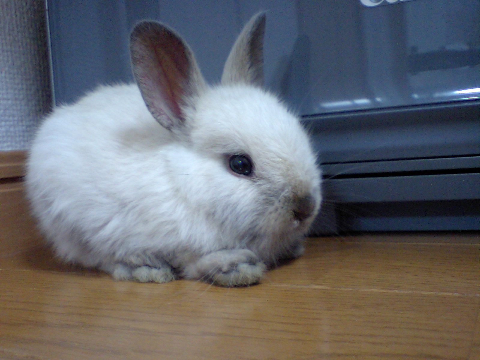 dwarf bun.jpg