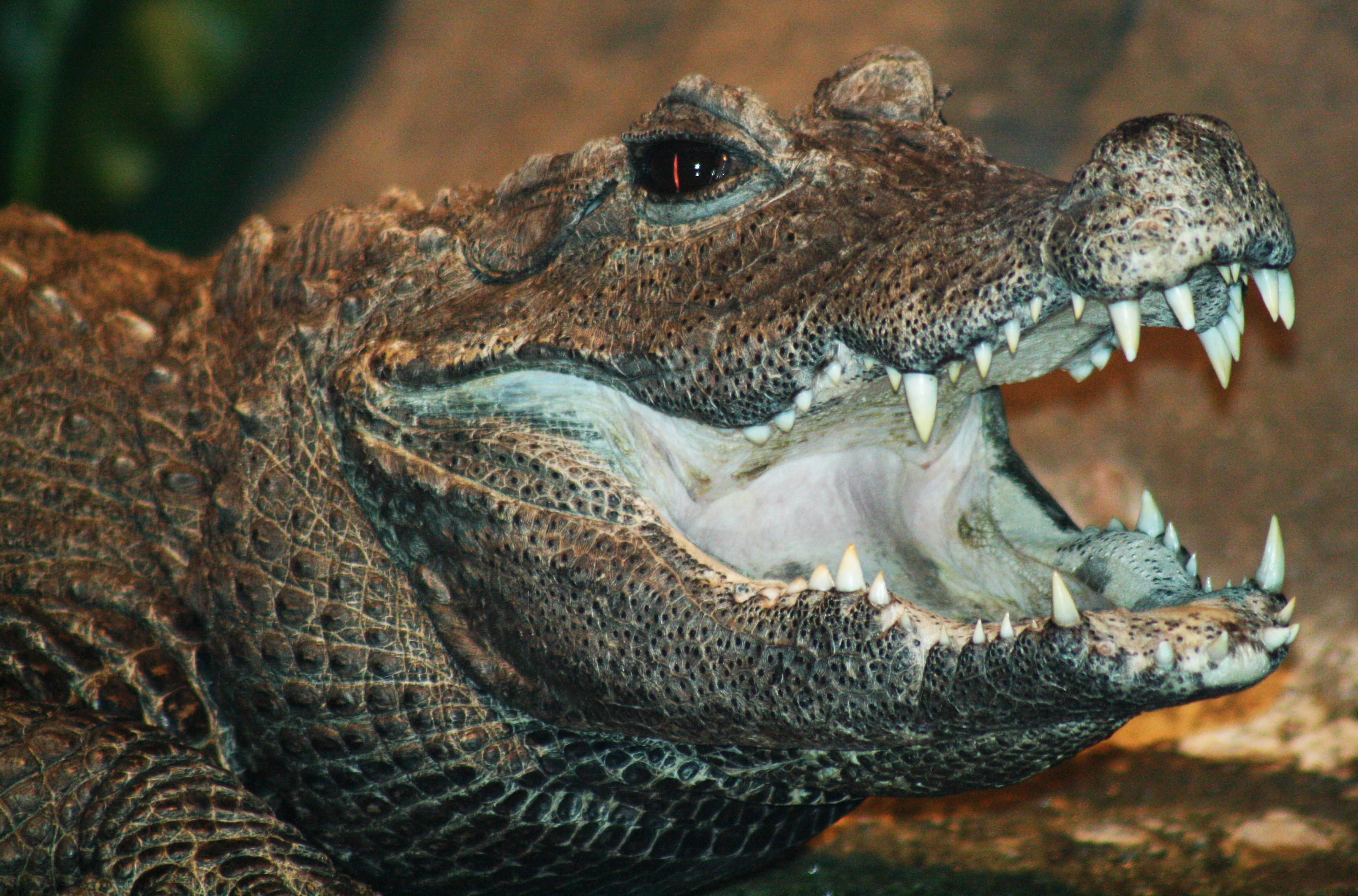 dwarf_croc_by_ripster47-d37uzha.jpg
