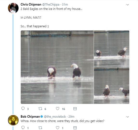Eagle0.JPG
