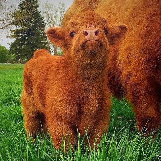 ec48b6b037d03e9251f965c236aa599e--calves-scottish-highlands.jpg