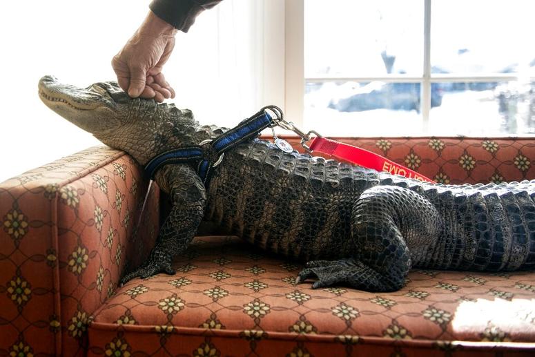 emotional alligator.jpg