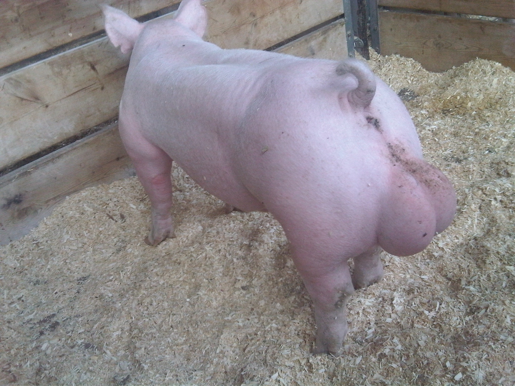 euphoricpigballs.jpg