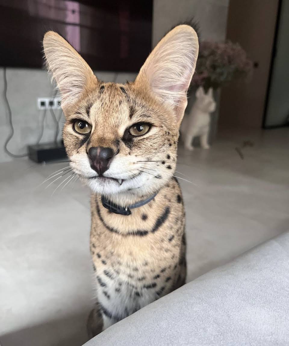 evil serval.jpg
