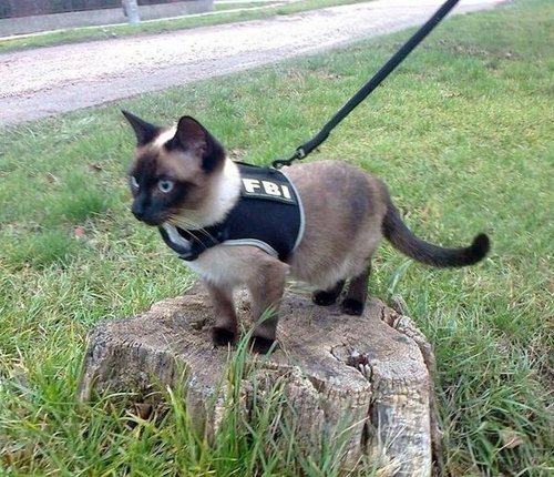 FBI-cat.jpg