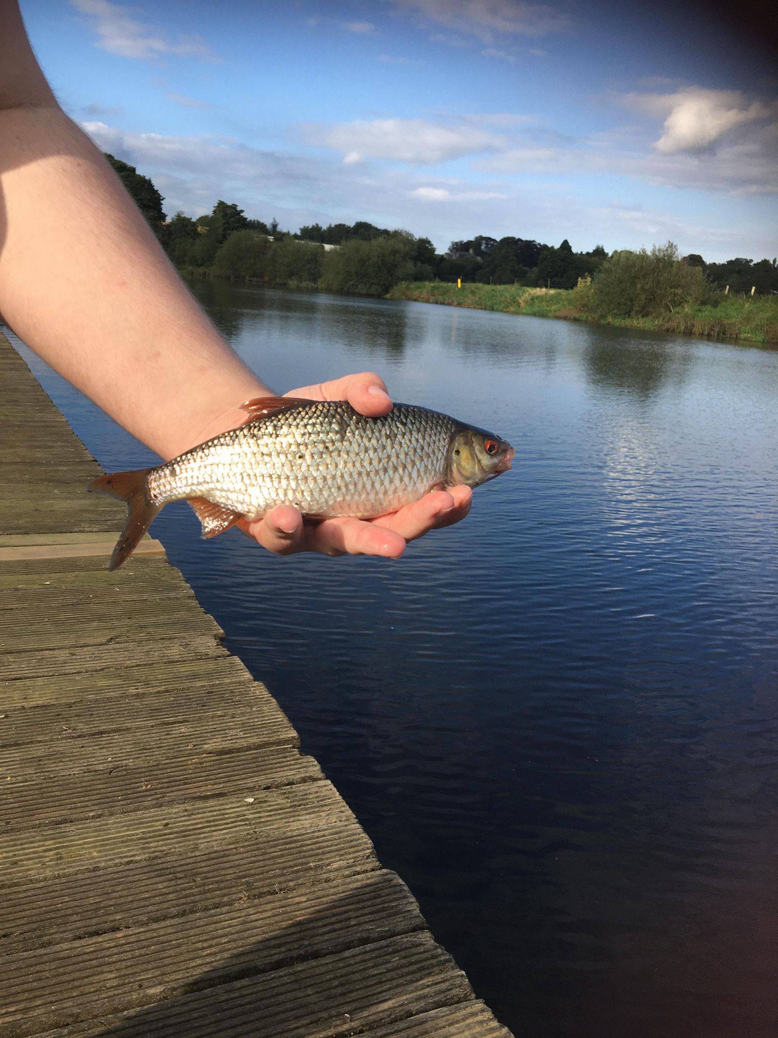 fish.jpg