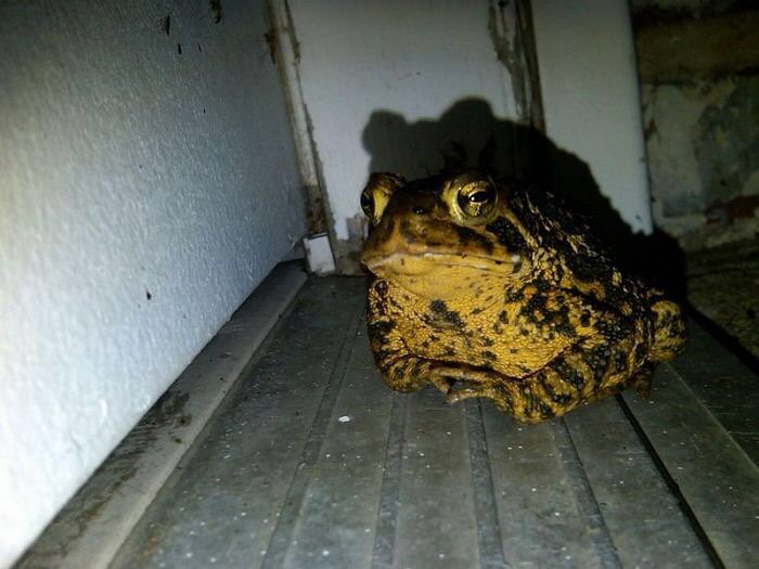 frog hiding.jpg