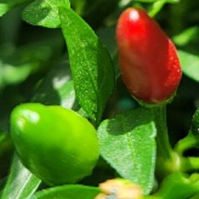 Frutescens ripe pepper.jpg