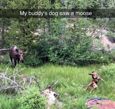 Funny_animal_snapchats134.jpg
