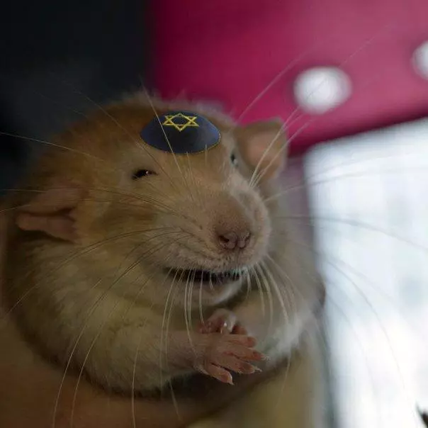 funnyrat.webp