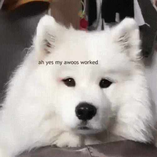 fwqfafwqf.gif