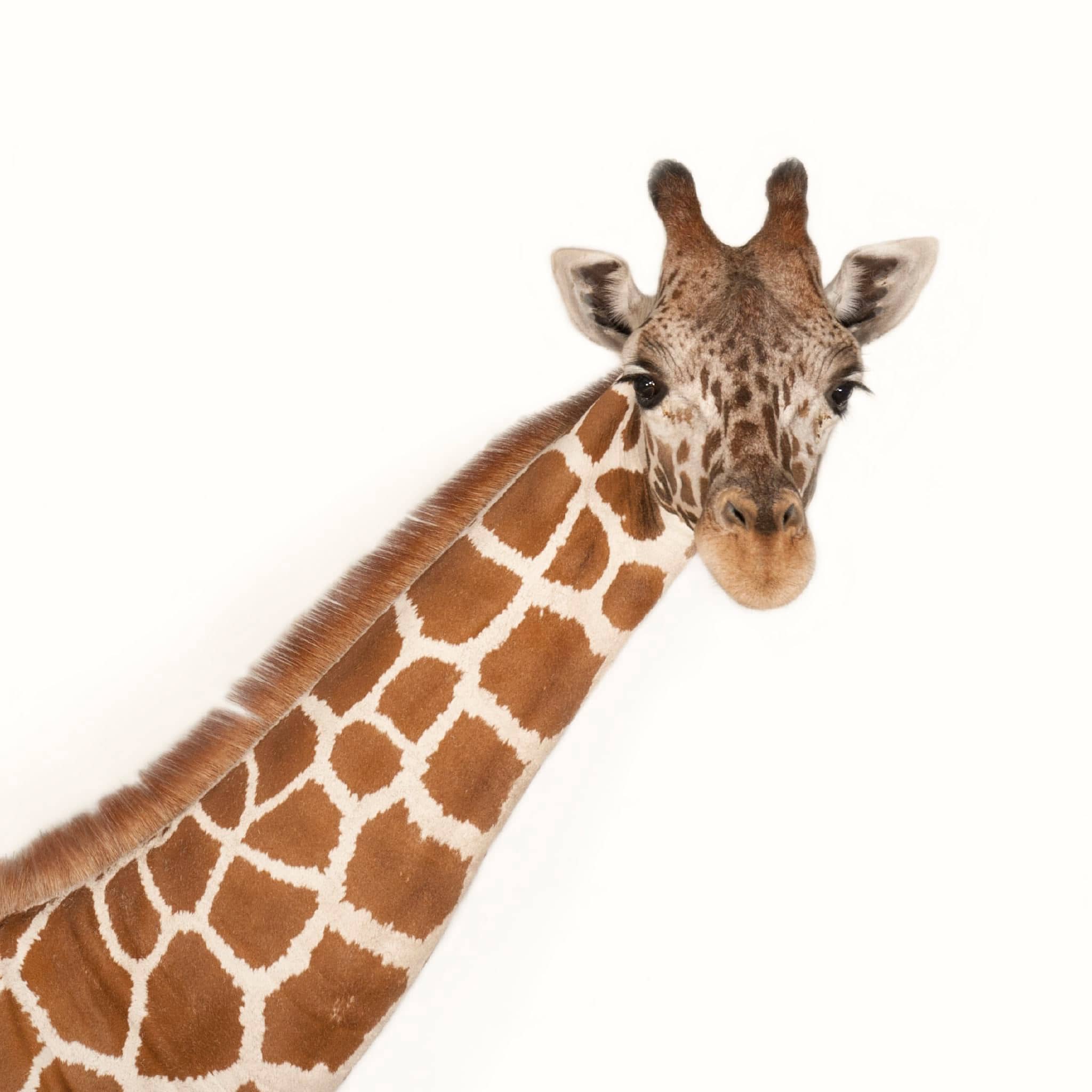giraffe_thumb.JPG
