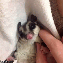 glider1.gif