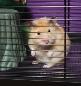 hamtaro.png