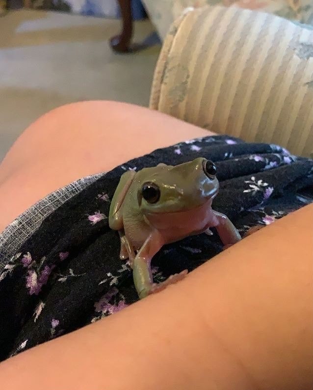 happy frog!.jpg