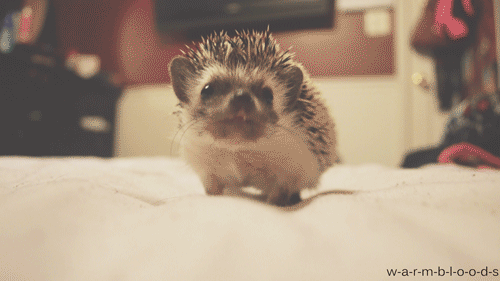 hedgehog.gif