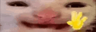 hiii-cat.gif