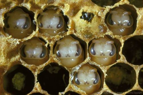 honey bee pupae.jpg