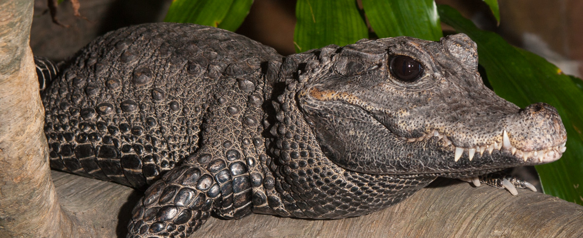 ID_DwarfCrocodile_1200x490.jpg