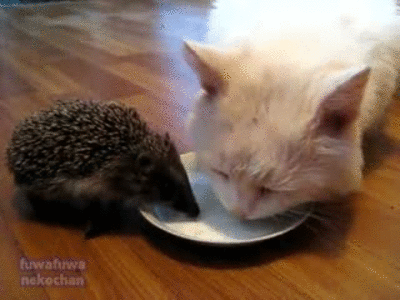 image.gif
