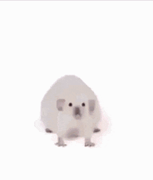 IMG_4367.gif