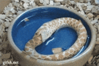 IMG_6041.gif