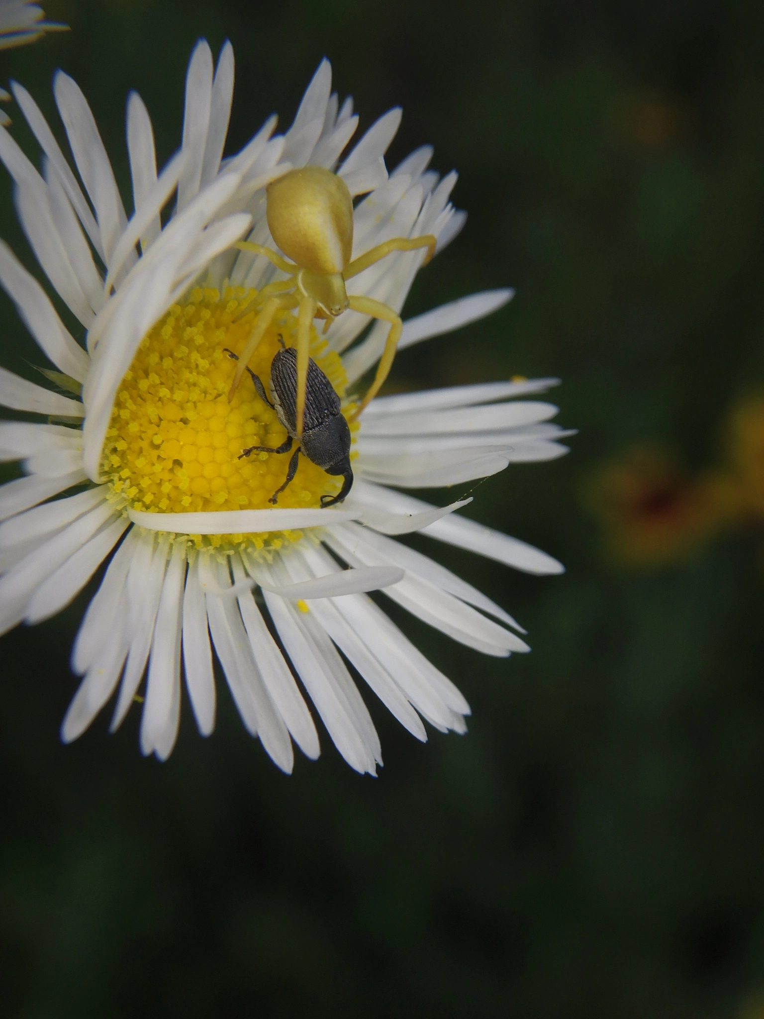 IMGP2554.webp