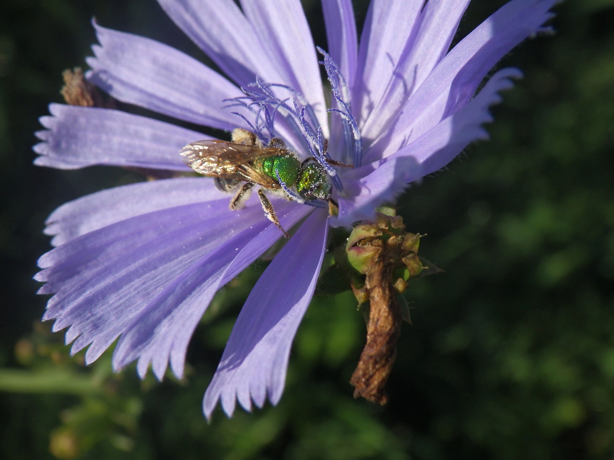IMGP2640.webp
