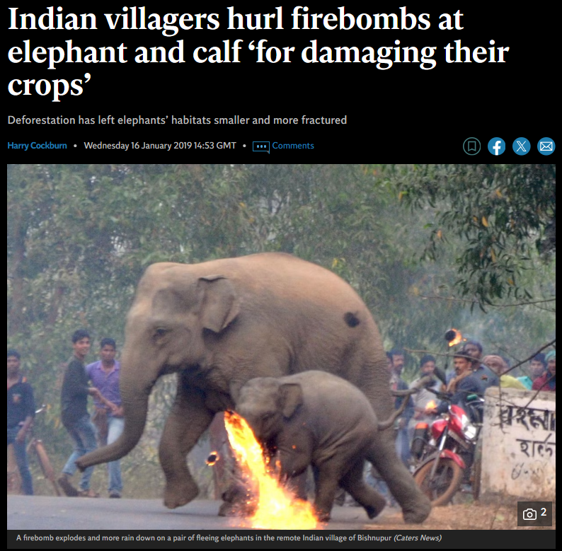 Indians throw fire at elephants.PNG
