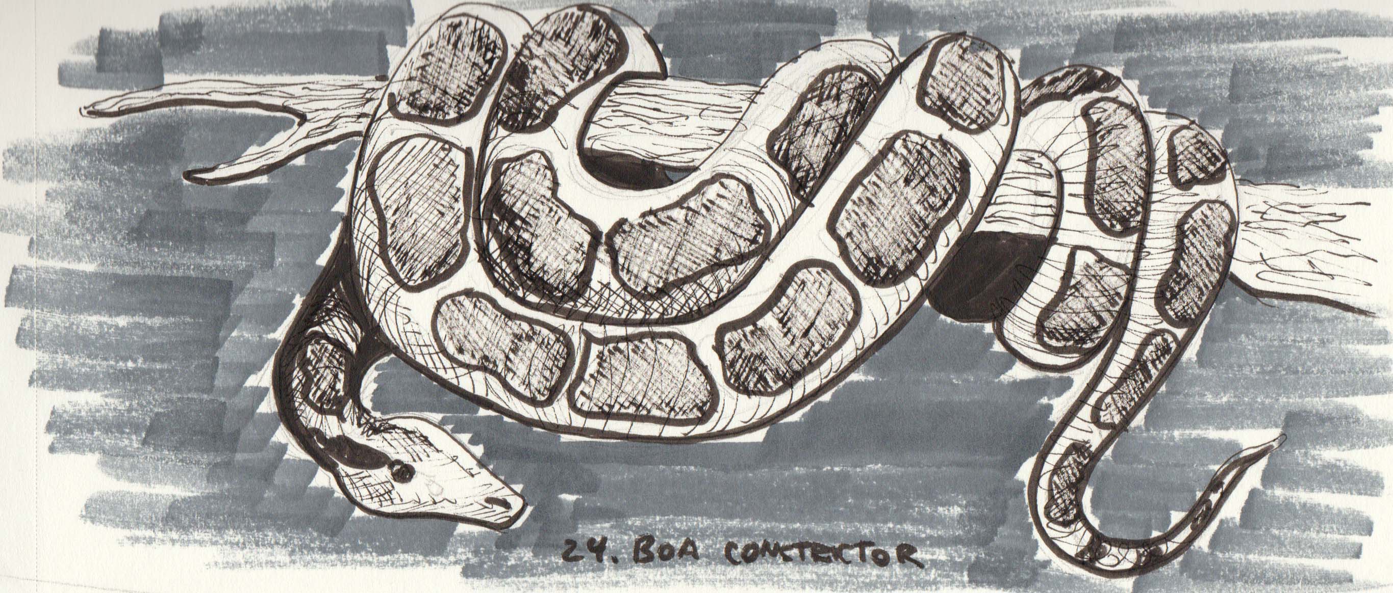 Inktober Day 24 Boa Constrictor.jpg