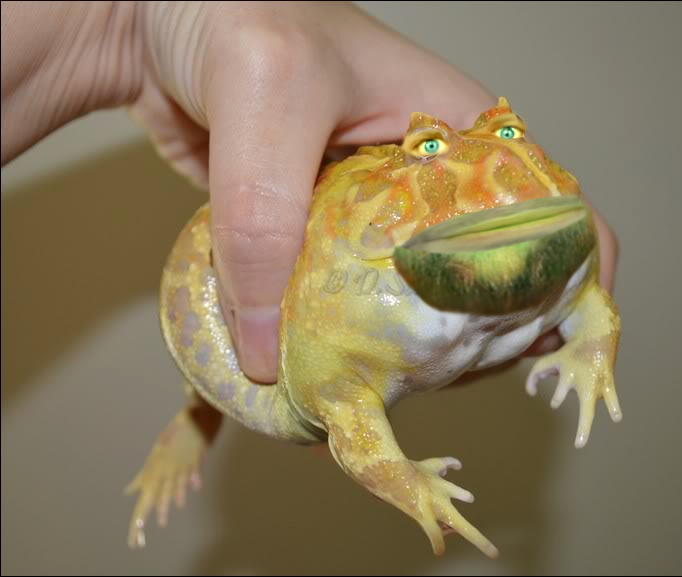 JD Frog.png