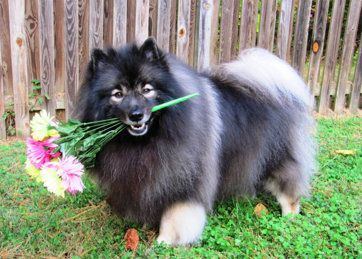 Keeshound_Hero.png