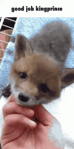 kingprince-fox.gif