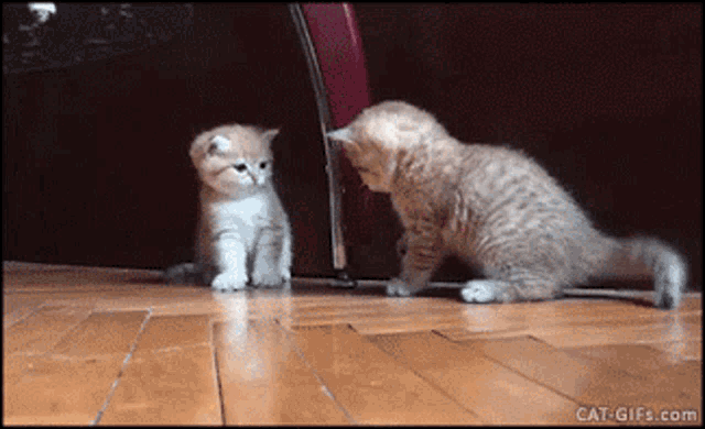 KittenFalling.gif