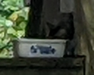 kitty2.jpg