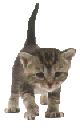 kittycat.gif