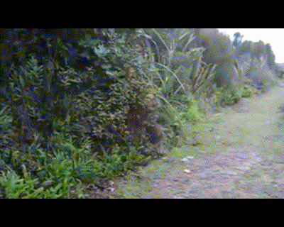 kiwi run.gif