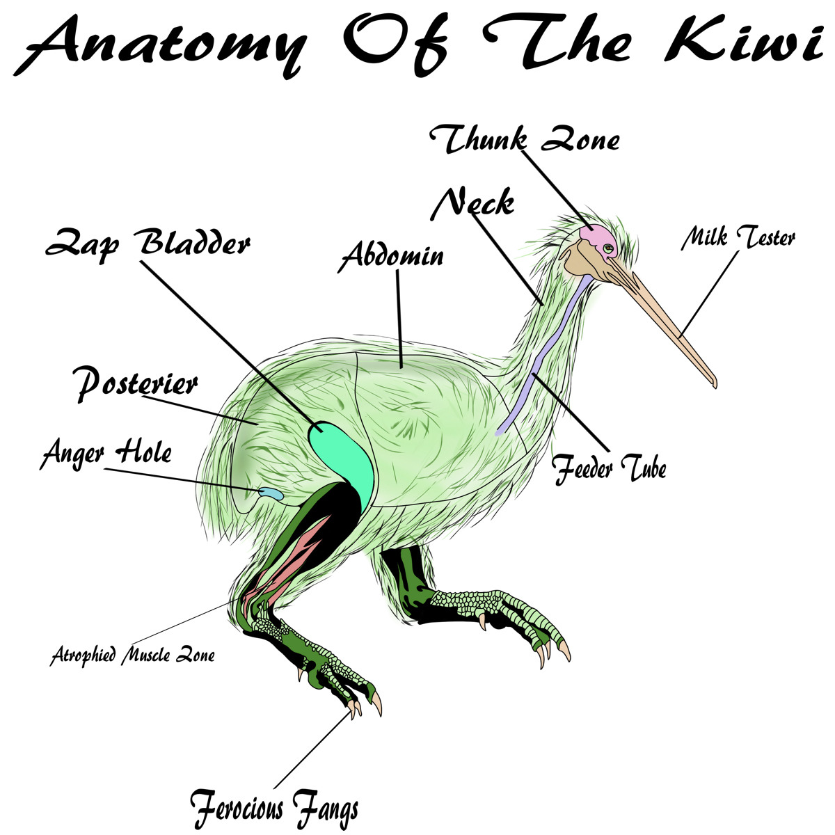 Kiwi2.png