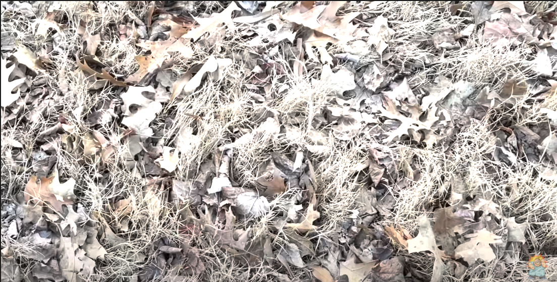 leaves.png