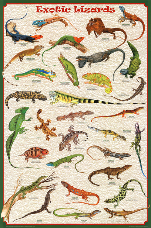 lizards.jpg