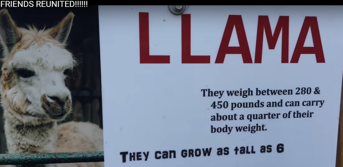 llama.png