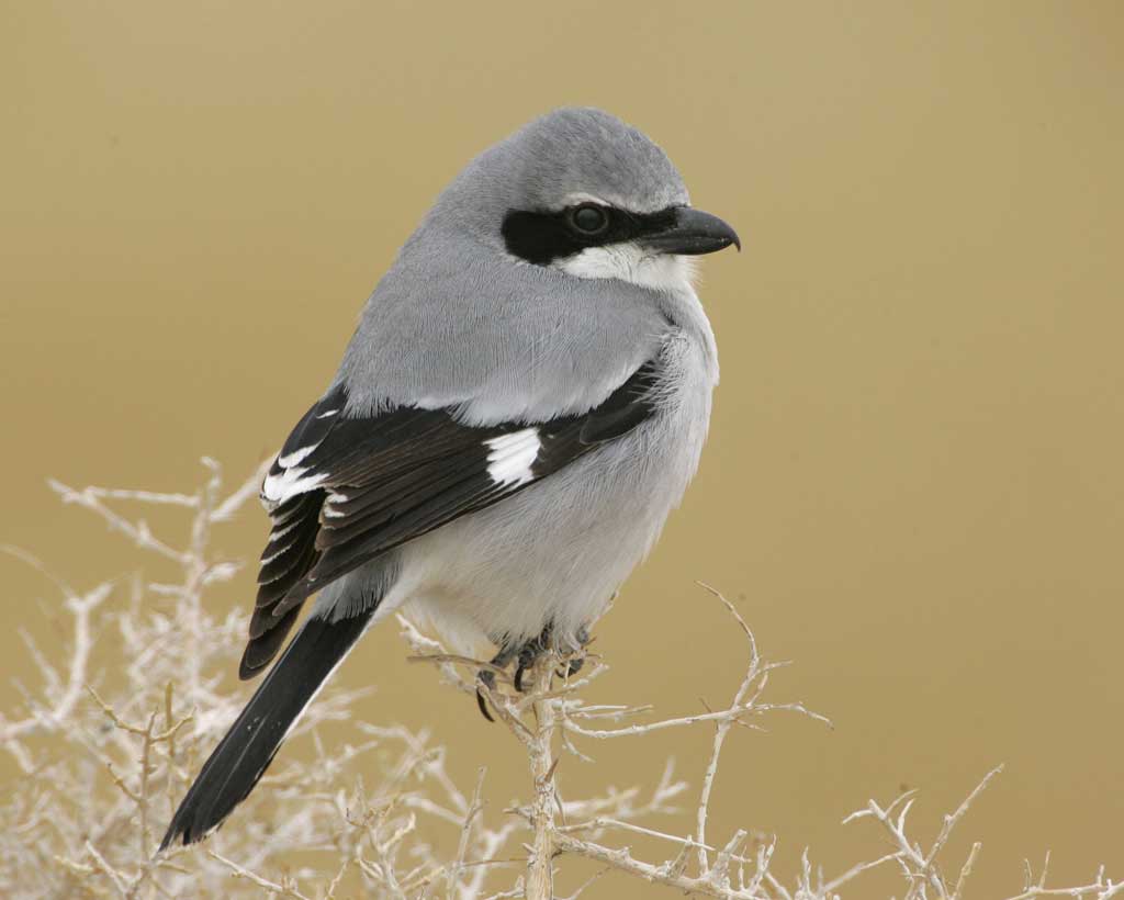 Loggerhead_Shrike_s70-3-014_l_1.jpg